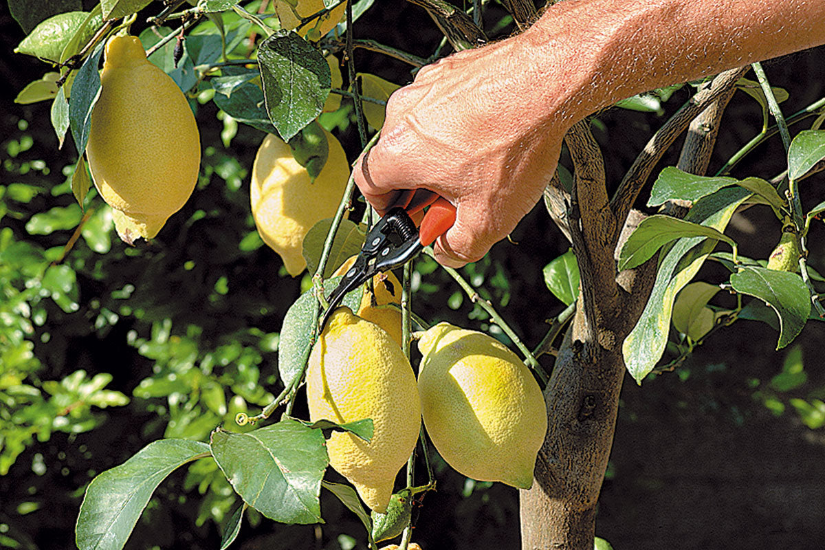 Forbice da Agrumi Stocker Art. 346