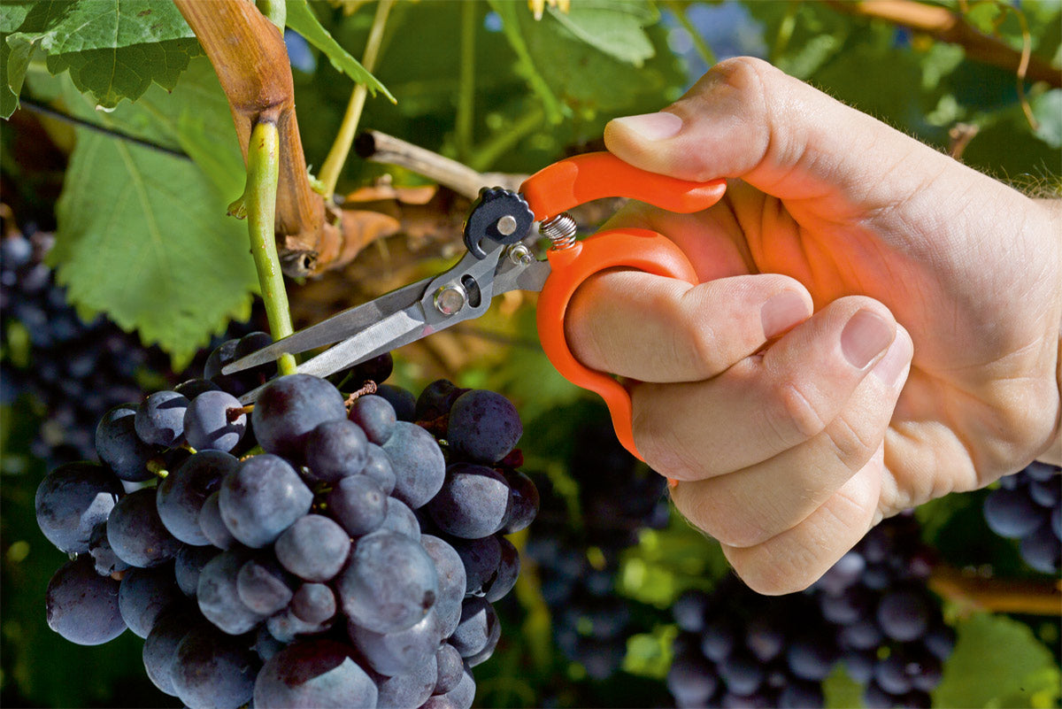 Forbice da Vendemmia Inox con Anello da 20 mm e Lama da 55 mm Stocker Art. 34620