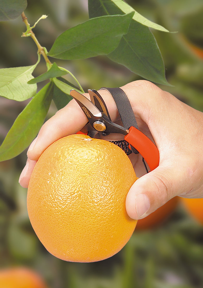 Forbici da Agrumi Stocker Art. 349