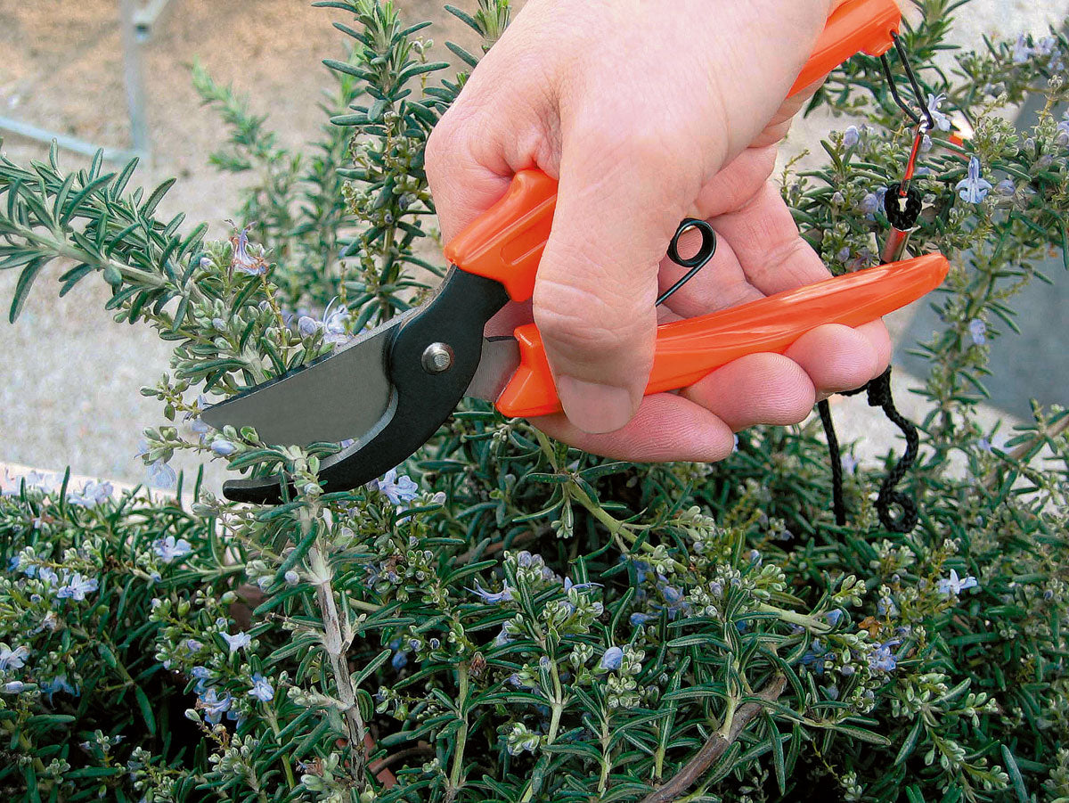 Forbice per Fiori da 17 cm Stocker Art. 358