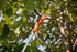 Forbice Kantia E-22 TR ad Asta Telescopica Stocker Art. 611