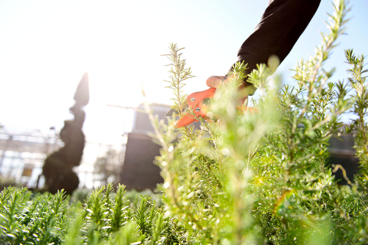 Forbice a Cricchetto da 17 cm Stocker Art. 7246