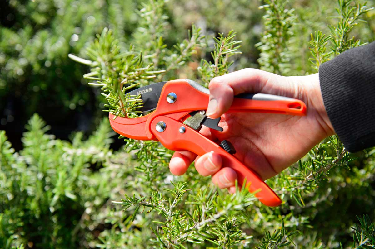 Forbice a Cricchetto da 17 cm Stocker Art. 7246